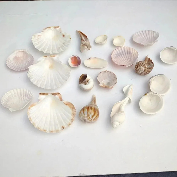 Seashell Lot Clearwater Beach, Florida - Picture 7 of 11